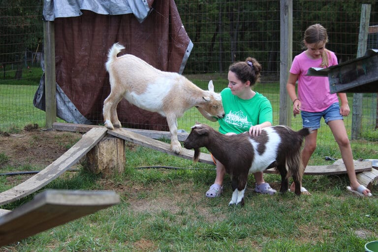 Girl playing with goat